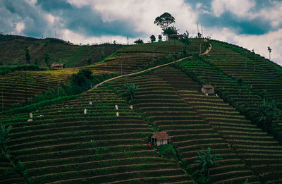 High angle view of agricultural field against sky