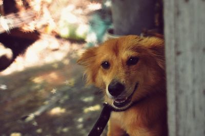 Close-up portrait of dog