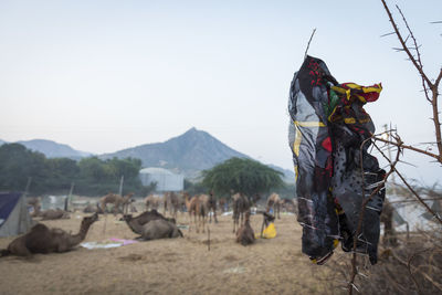 Multi colored fabric on dry plant with camels in background against clear sky