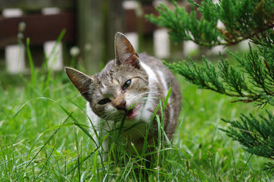 Portrait of cat sitting on grass