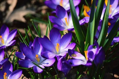 Close-up of purple crocus flowers