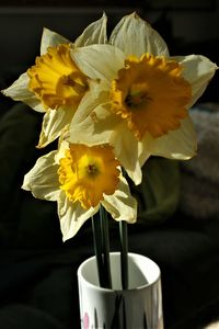 Close-up of yellow daffodil flower vase on table