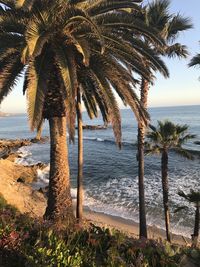 Palm tree on beach against sky