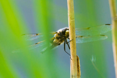 Close-up of damselfly on leaf