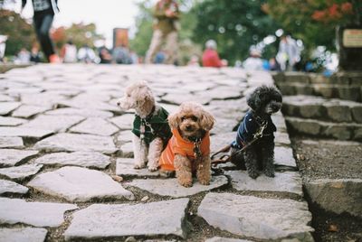 Close-up of dogs