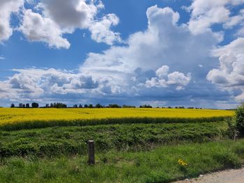 Scenic view of agricultural field against sky