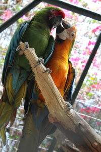 Low angle view of parrots in birdcage