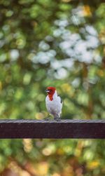 Close-up of bird perching on railing