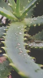 Close-up of leaves on water