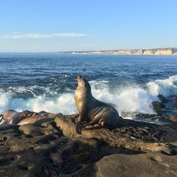 High angle view of sea lion on beach