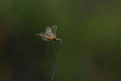 Close-up of butterfly on leaf