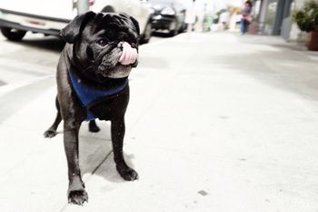 Pug standing in street