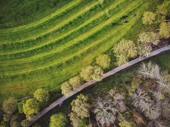 High angle view of agricultural field