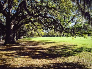 Trees in park against sky