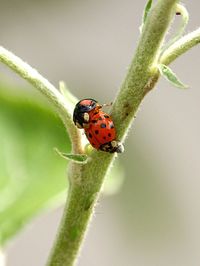 Close-up of ladybugs on plant