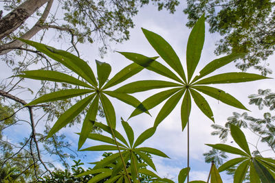 Low angle view of leaves against sky