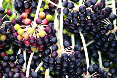 Full frame shot of grapes