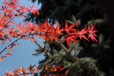 Close-up of red maple leaves on tree