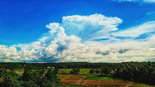 Scenic view of agricultural field against sky