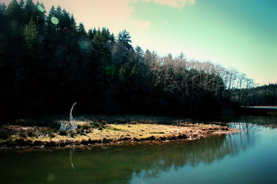 Scenic view of lake in forest against sky