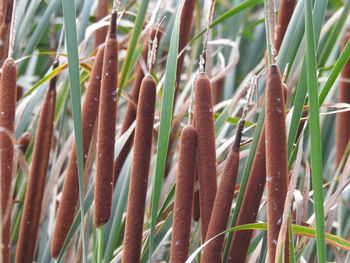 Close-up of bamboo plants on field