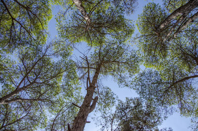 Low angle view of trees against sky