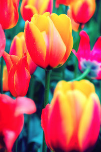 Close-up of red tulips