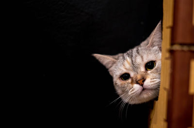 Portrait of cat against black background