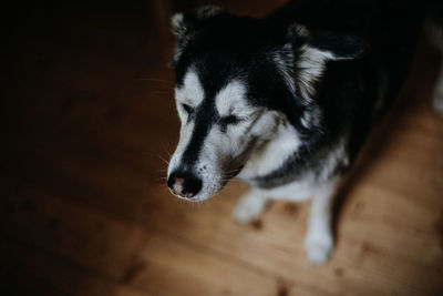 High angle view of a dog looking away