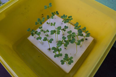 High angle view of plant in container