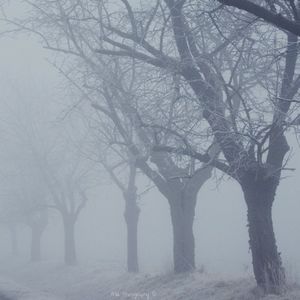 Bare trees against sky