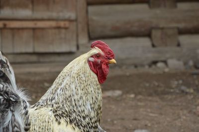 Close-up of rooster