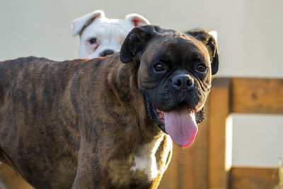 Portrait of a dog