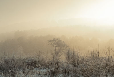 mist