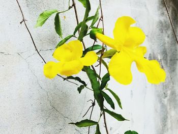 Close-up of yellow flowers blooming outdoors