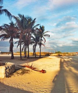 Palm trees on beach against sky