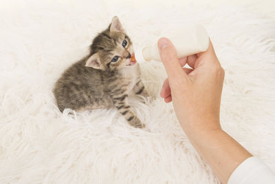 Close-up of hand holding kitten