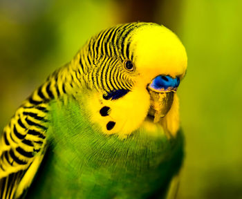 Close-up of a parrot