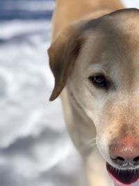 Close-up portrait of a dog