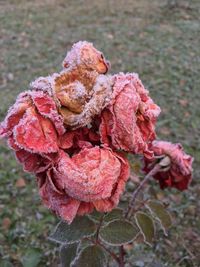 Close-up of wilted rose