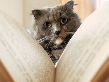 Close-up portrait of a cat