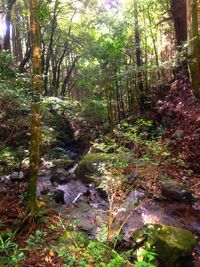 Trees in forest