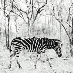 Zebra standing in a field