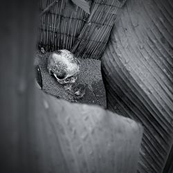 High angle view of turtle swimming in water