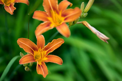 Close-up of orange lily blooming outdoors