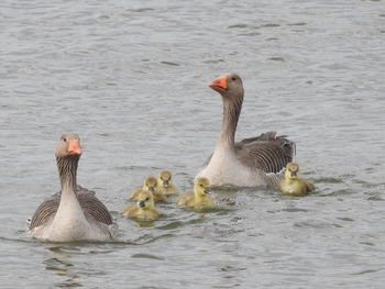 High angle view of goose family swimming in lake