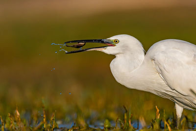 Close-up of bird on land