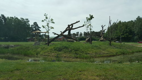 Trees on grassy field