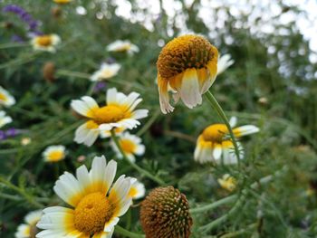 Close-up of flowers blooming outdoors