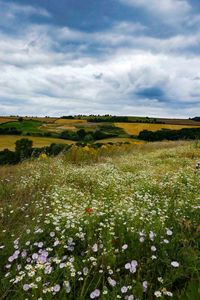 Scenic view of flowering plants on field against sky